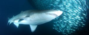 Ragged tooth sharks of Port St John's Sardine Run 2017