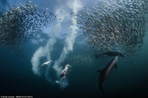 sardine run ocean safari 2017