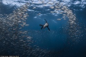 Cape fur seal hunting for sardines