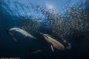 The sardine run common dolphins