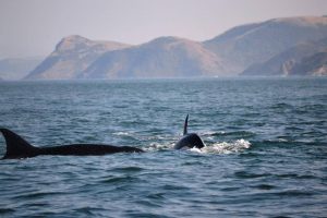 Orcas teaching a calf hunting tactics