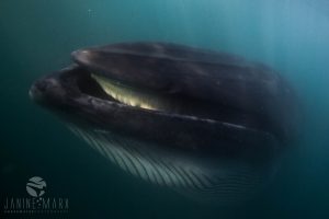 Bryde's whale up close and personal