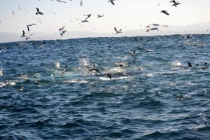 cape gannets on the sardine run