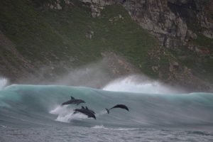 dolphins surfing wildcoast