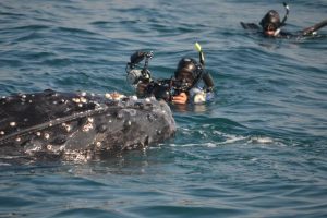 Humpback whale encounter of a lifetime