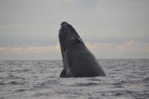 Humpback whale curiosity
