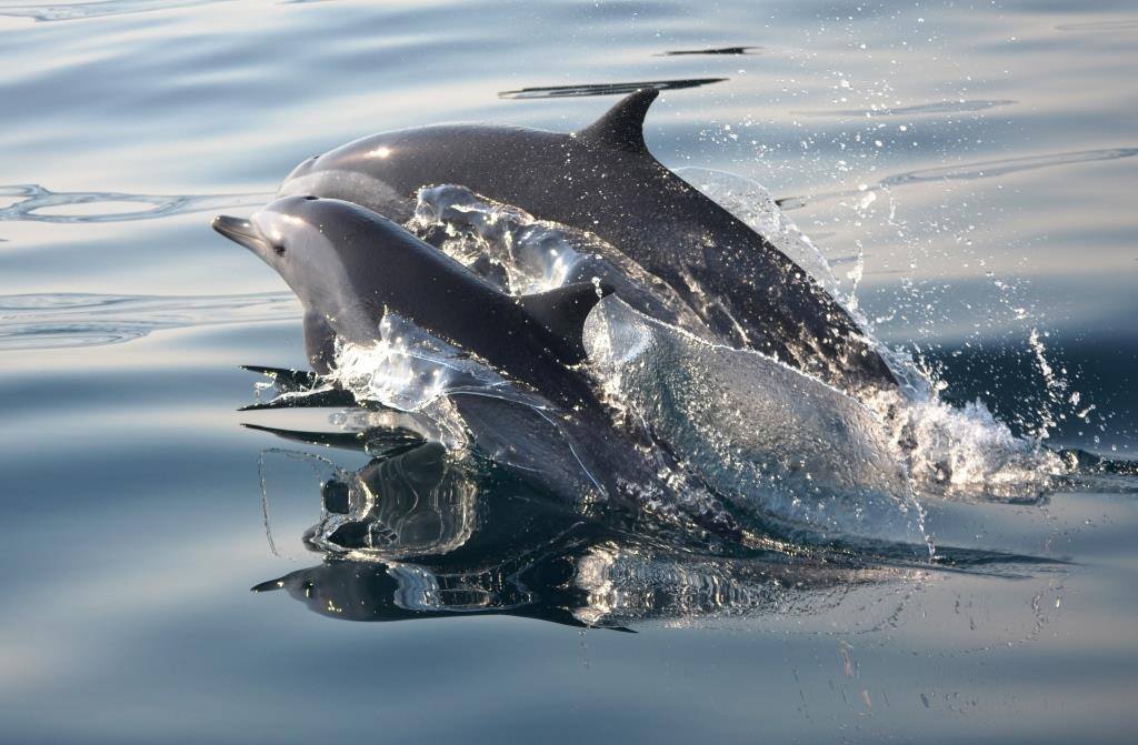 Pan tropical dolphins