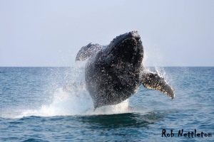 humpback whale airborne