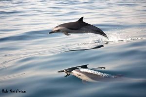 dolphins airborne