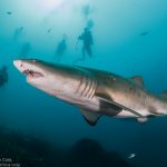 Ragged tooth shark diving Port St John's