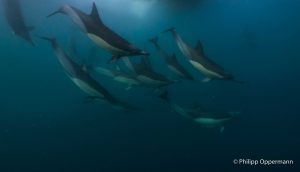 Common dolphins on the hunt